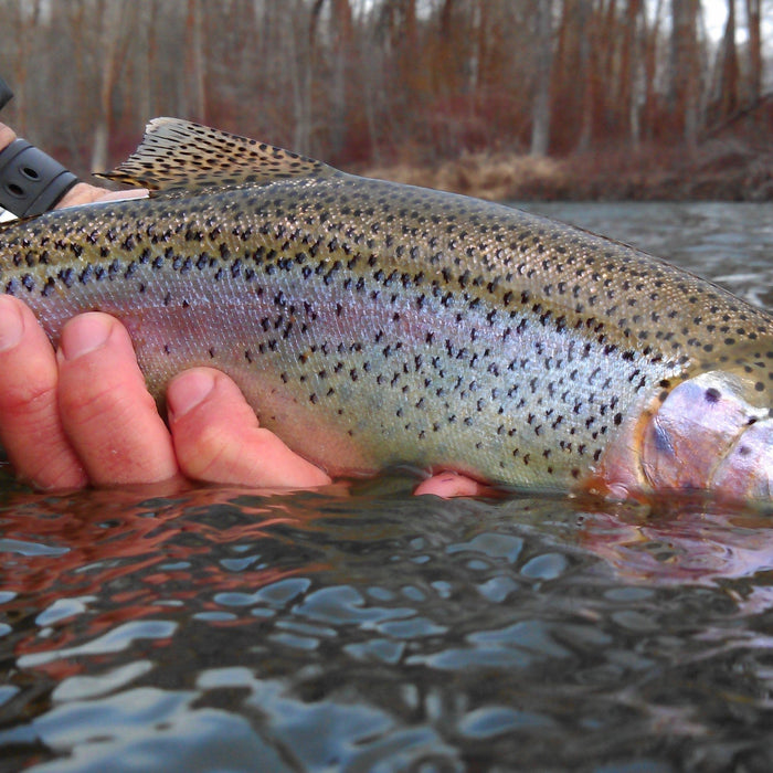 Yakima River Conditions and Fishing Report // May 18th