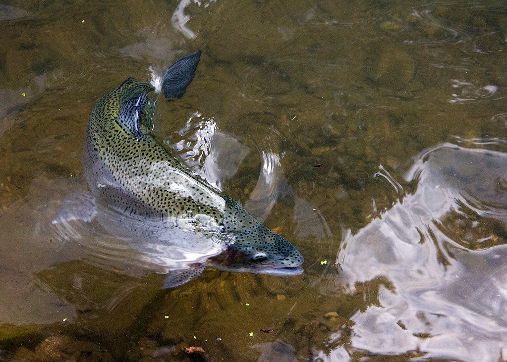 Tip of the Week / / Let the Rise Tell You the Fly