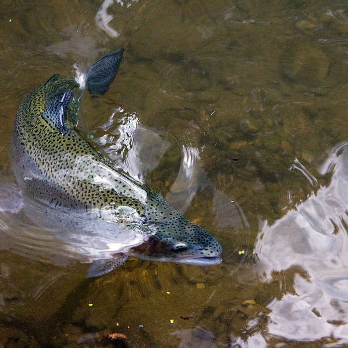 Tip of the Week / / Let the Rise Tell You the Fly