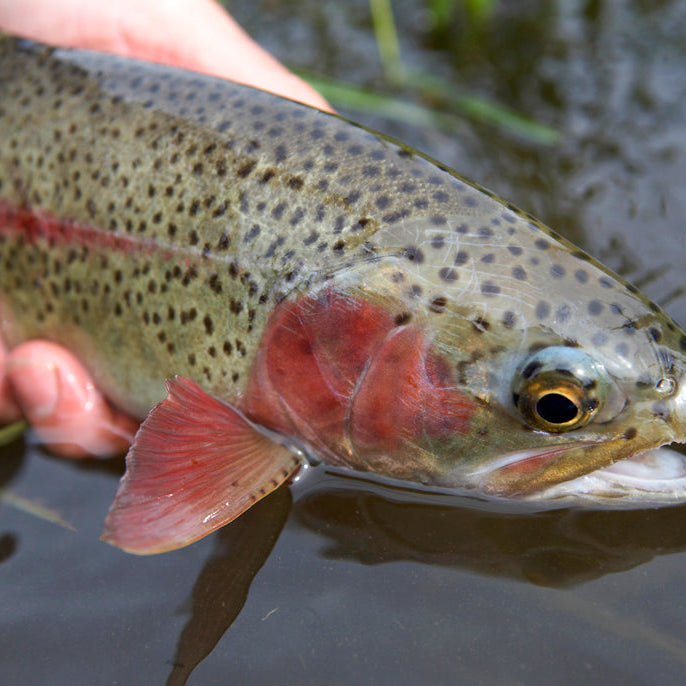 YAKIMA RIVER CONDITIONS AND REPORT // August 13th, 2026
