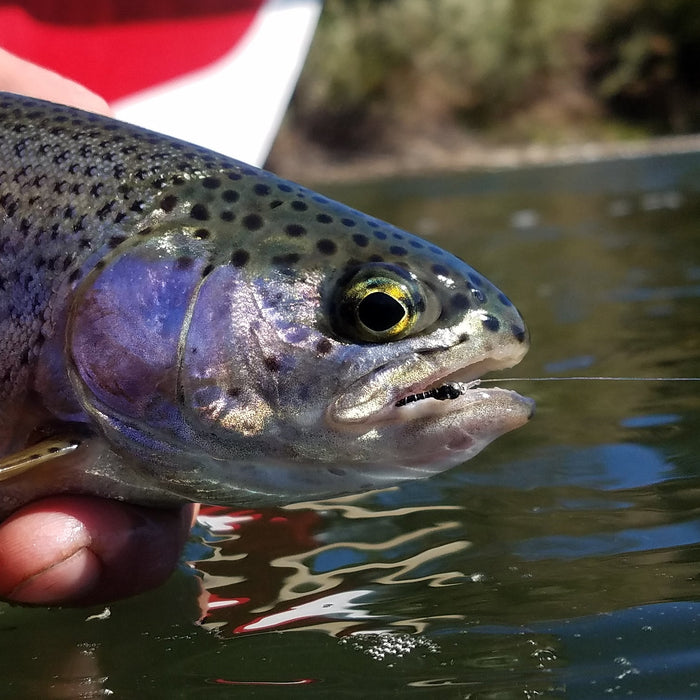 YAKIMA RIVER CONDITIONS AND REPORT // September 17th, 2026