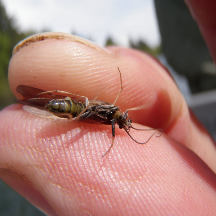 Yakima River Conditions and Fishing Report // May 1st