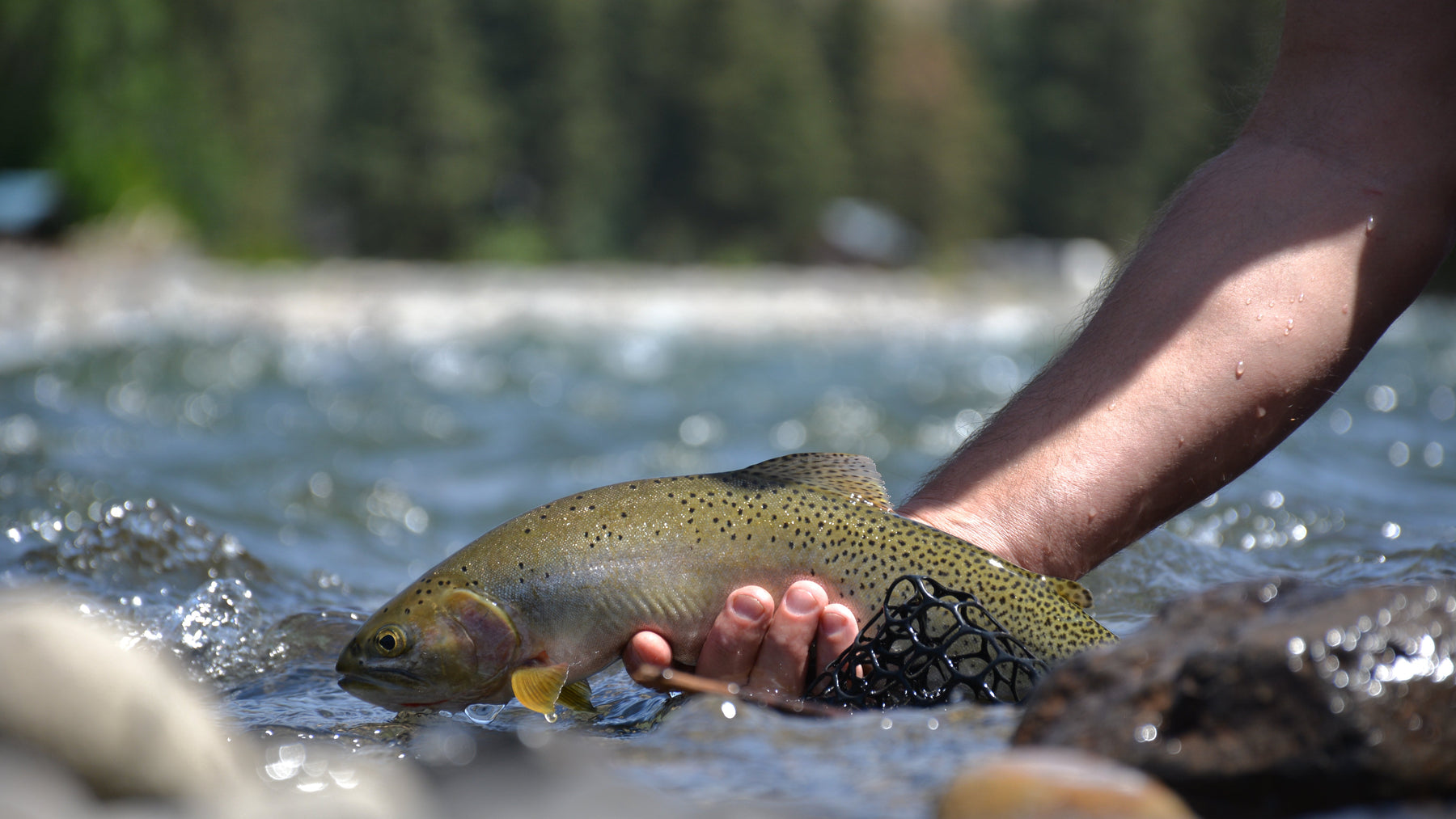 YAKIMA RIVER CONDITIONS AND REPORT // August 6th, 2026