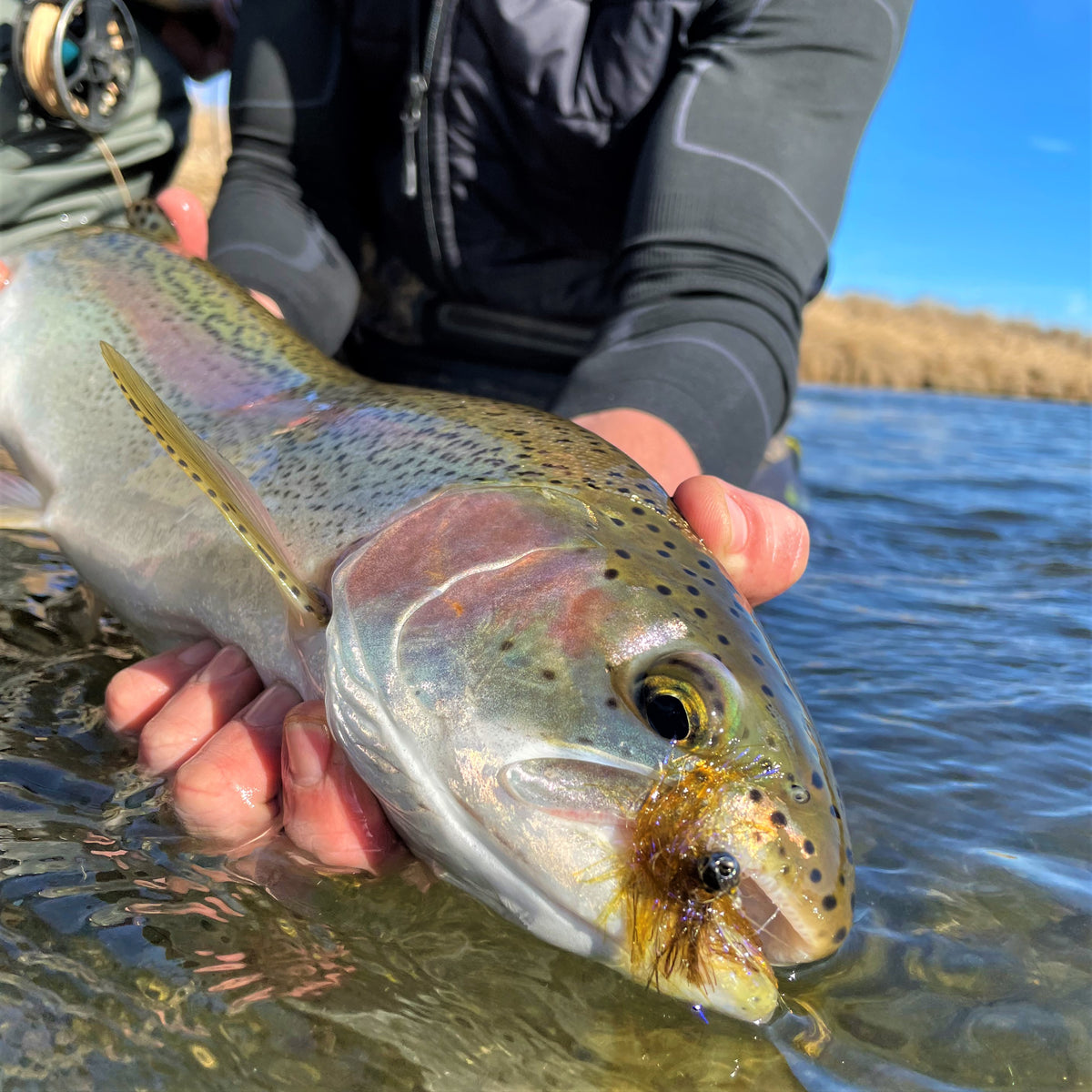 Cold Water Streamer Fishing // How to Properly Swing Streamers for Tro —  Red's Fly Shop