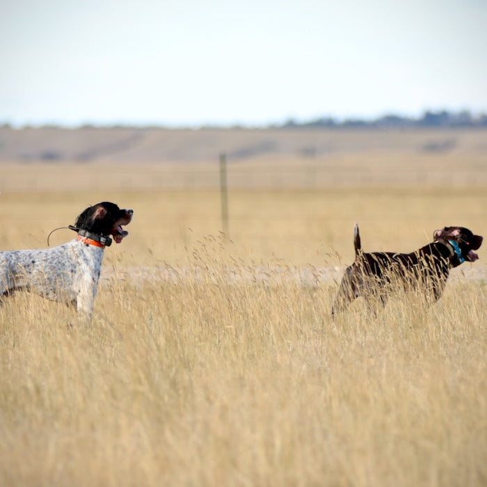 Walking in on a Pointed Covey of Chukar: Tips for a Successful Approach