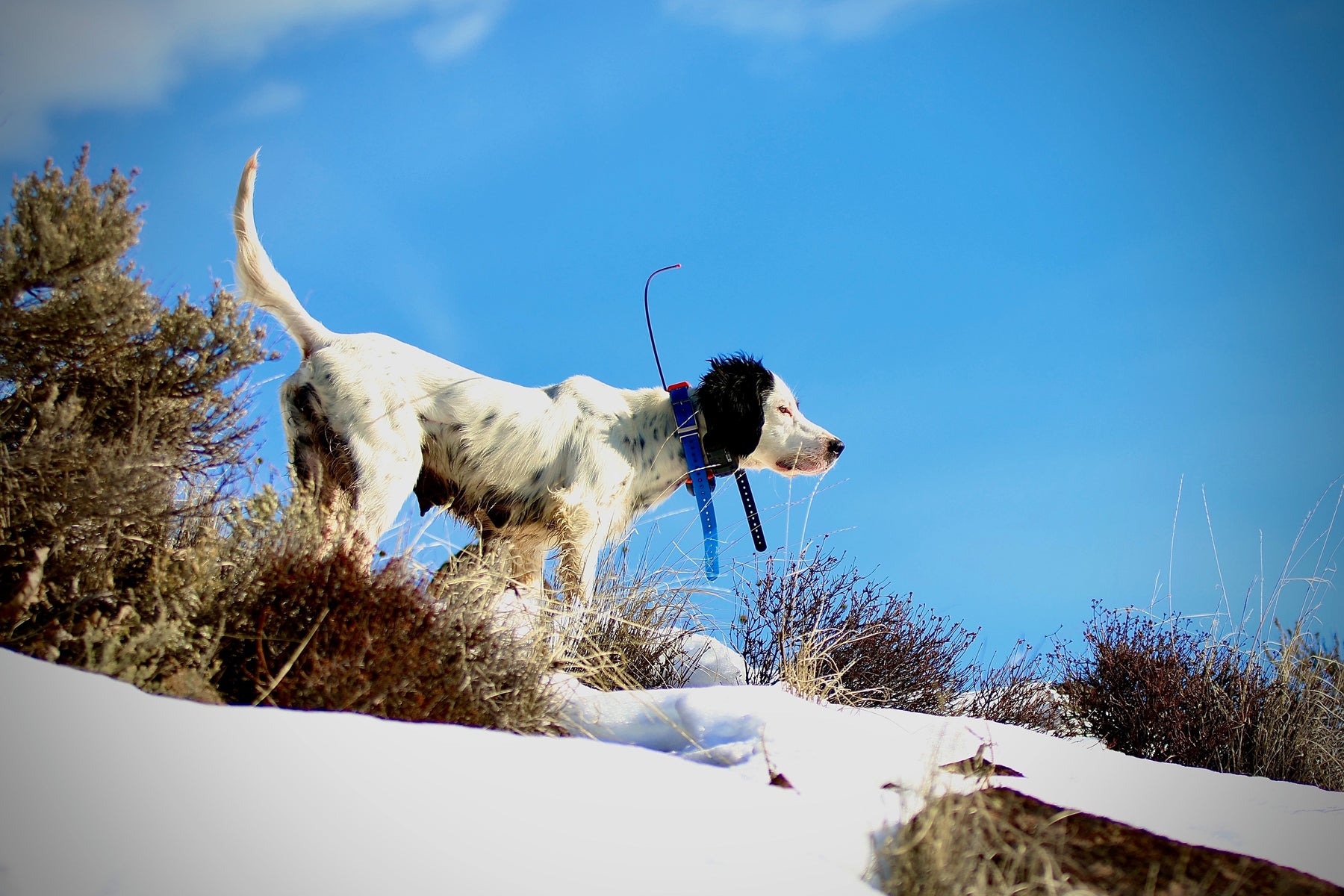 Why Does My Bird Dog Wear Two Collars?