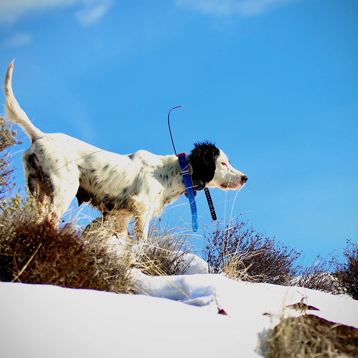 Why Does My Bird Dog Wear Two Collars?