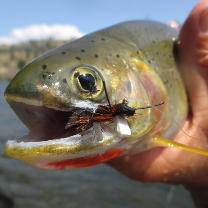 YAKIMA RIVER CONDITIONS AND REPORT // August 3rd, 2026