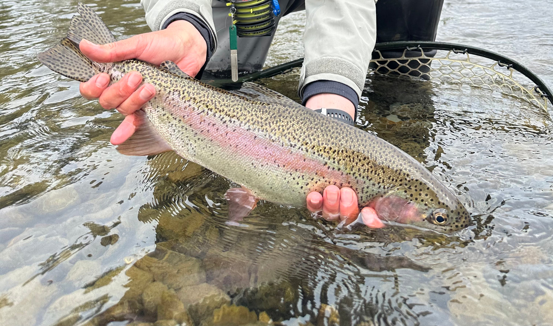 Tip of the Week: 3 Ways to approach a pod of feeding fish.