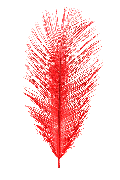 Ostrich Plumes by MFC