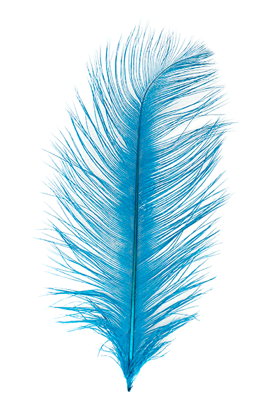 Ostrich Plumes by MFC