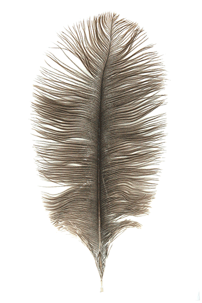 Ostrich Plumes by MFC