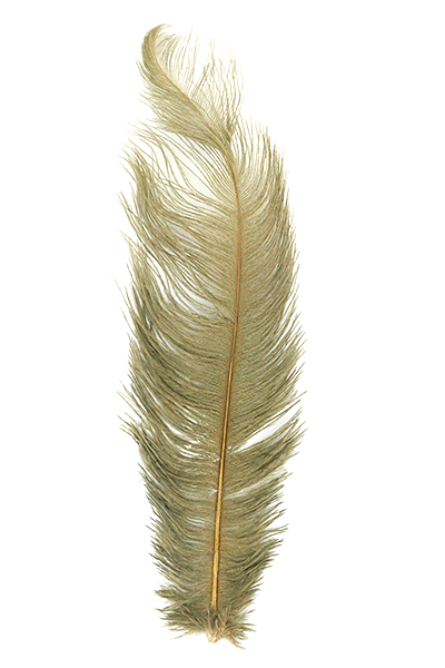 Ostrich Plumes by MFC