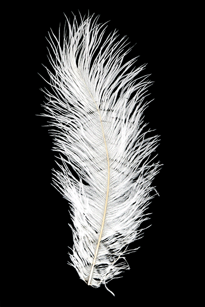 Ostrich Plumes by MFC