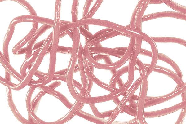 Pack of Trina’s Squirm Worm Material in soft, flexible strands for tying San Juan Worms and squirmy patterns.