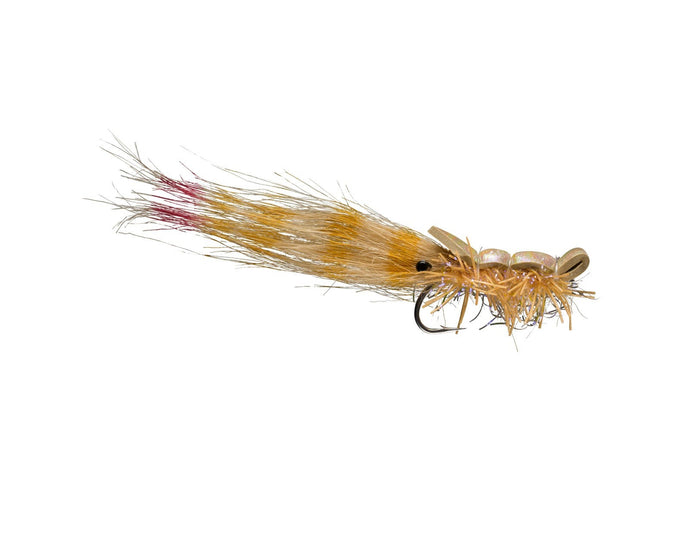 RIO's Guido Shrimp