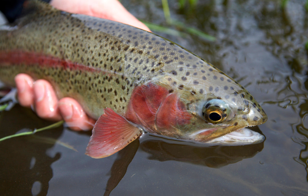 Yakima River September Flies
