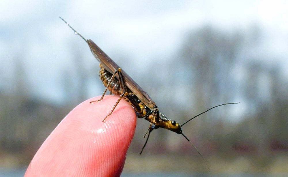 Skwala Stonefly Hatch on the Yakima River