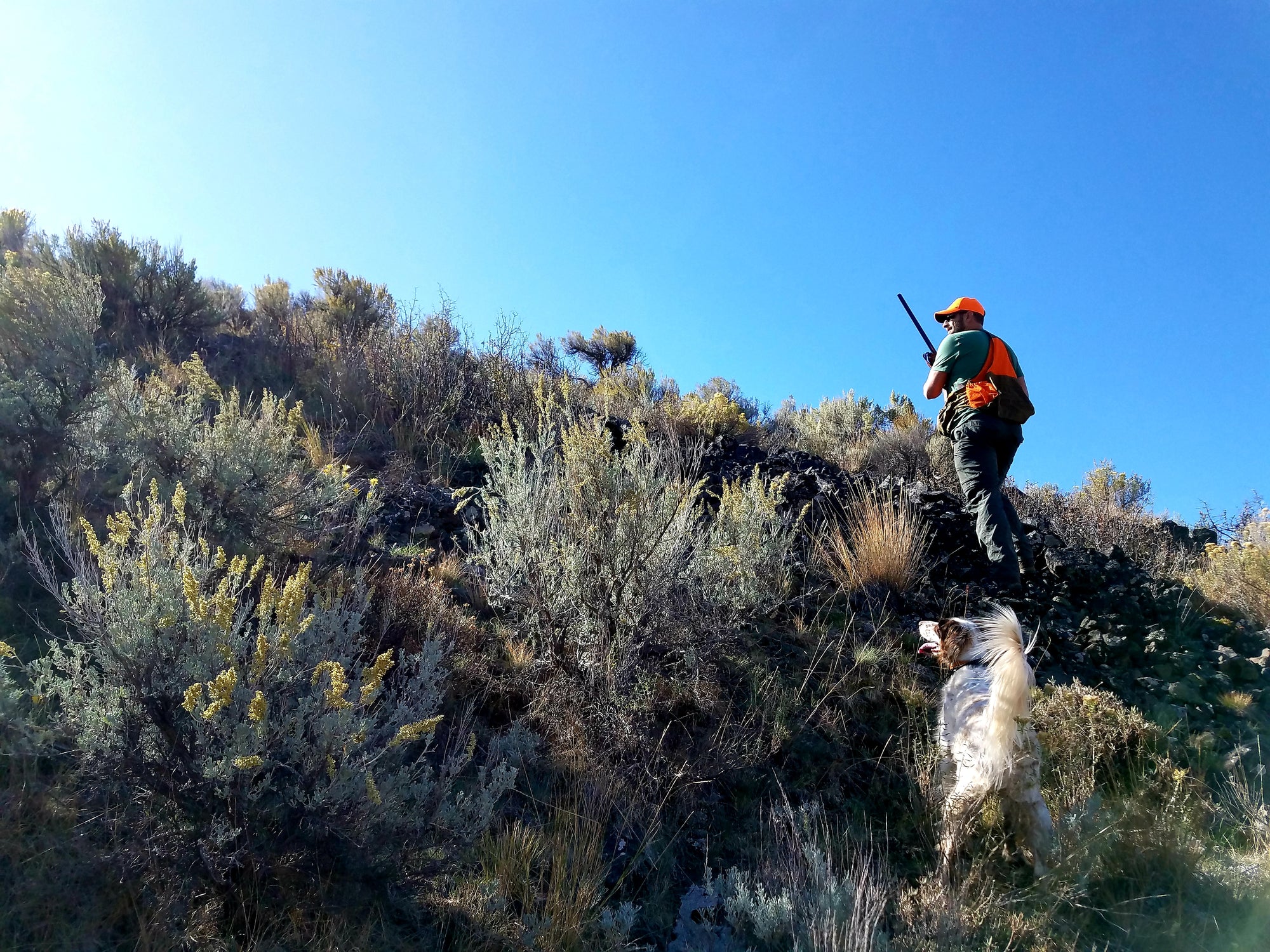 Wing Shooting in Central Washington 