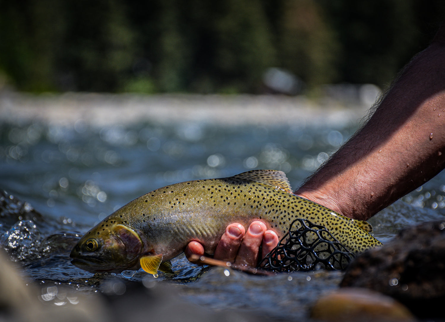 Methow River Trout Fishing Guides