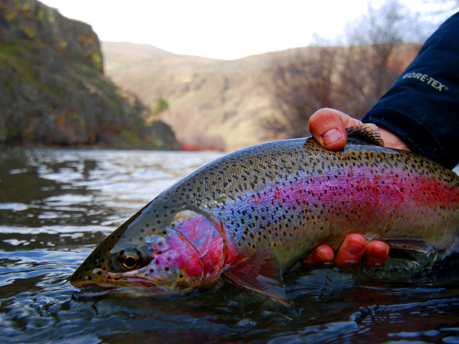 Yakima River Winter Rainbow