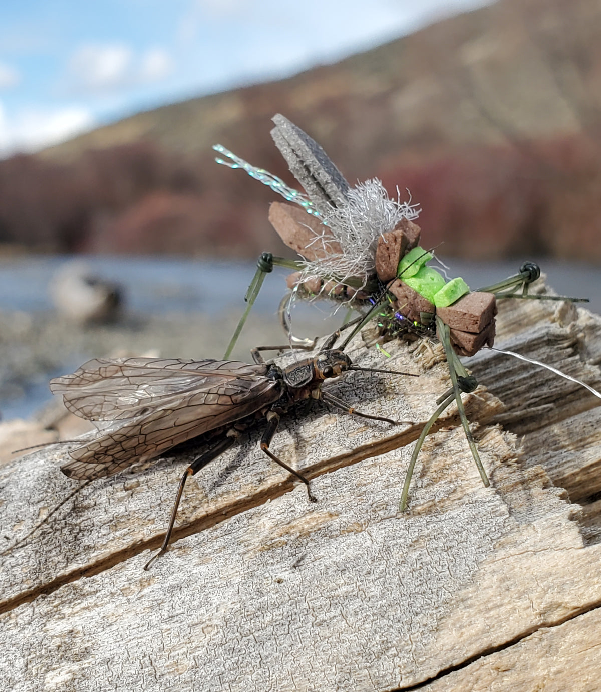 Skwala Stonefly Pattern the Real Bug