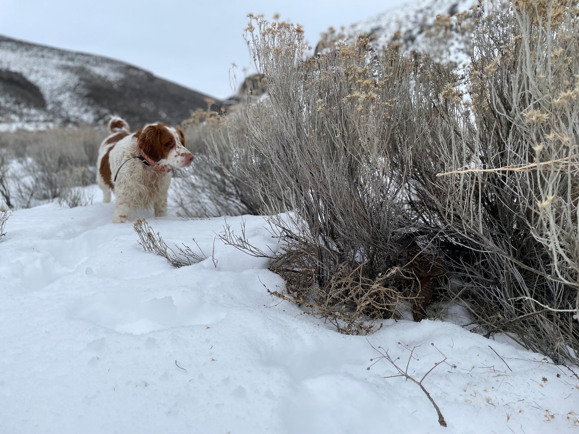 Learn to Upland Hunt