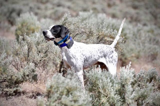 Birds for DIY dog training 