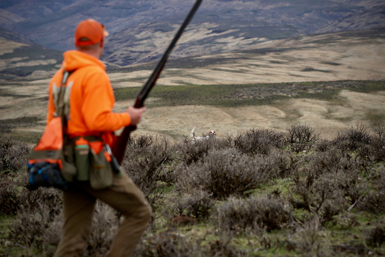 Guided Wild Chukar Hunts