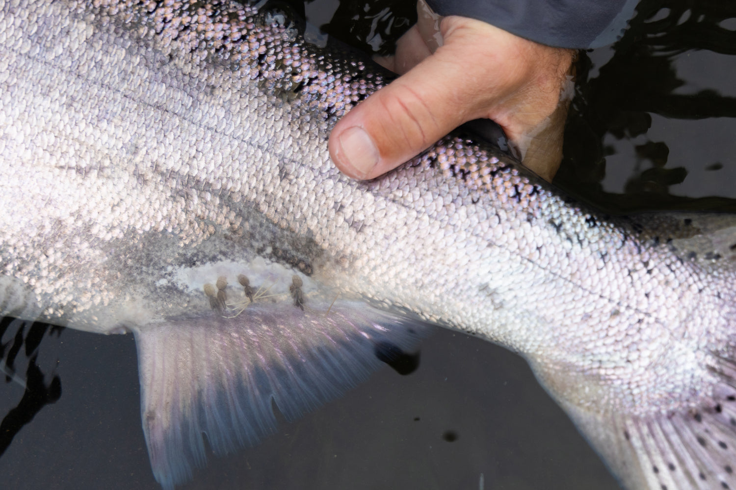 Spey Fishing for Kings