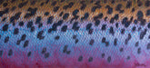 DeYoung Rainbow Flank - Purple Canvas Print