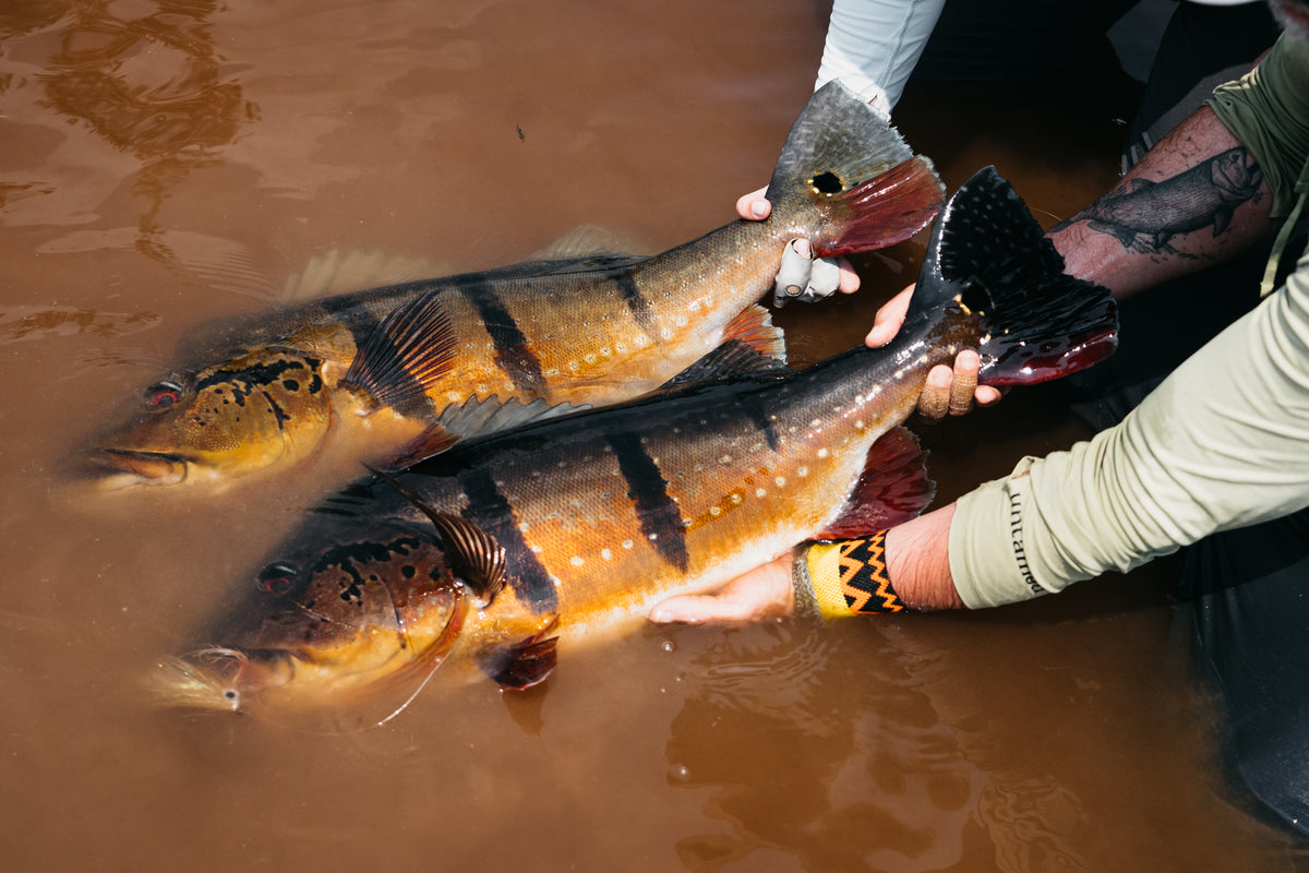 Rio Marie Peacock Bass Fly Fishing Trips