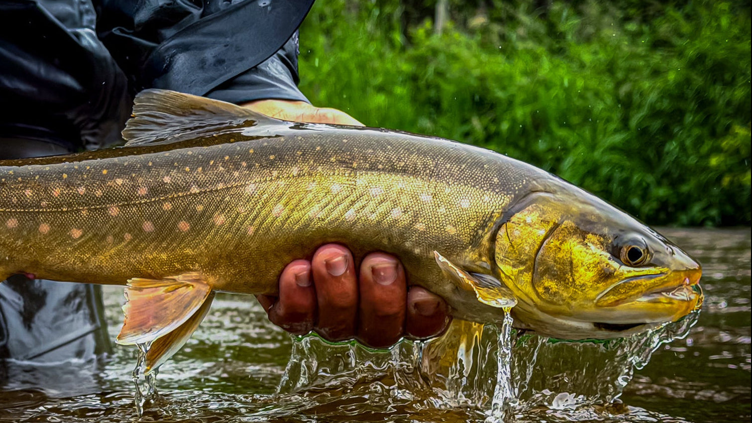fly fishing arctic char in bristol bay alaska
