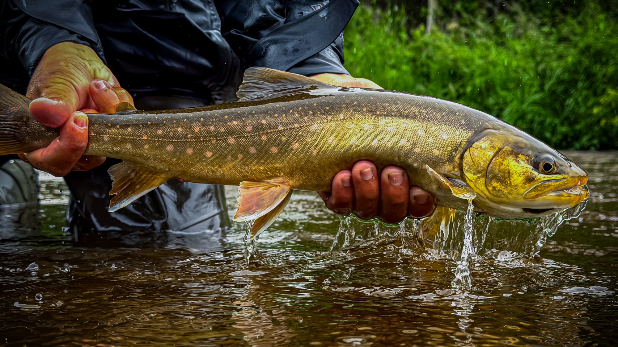 fly fishing arctic char in bristol bay alaska
