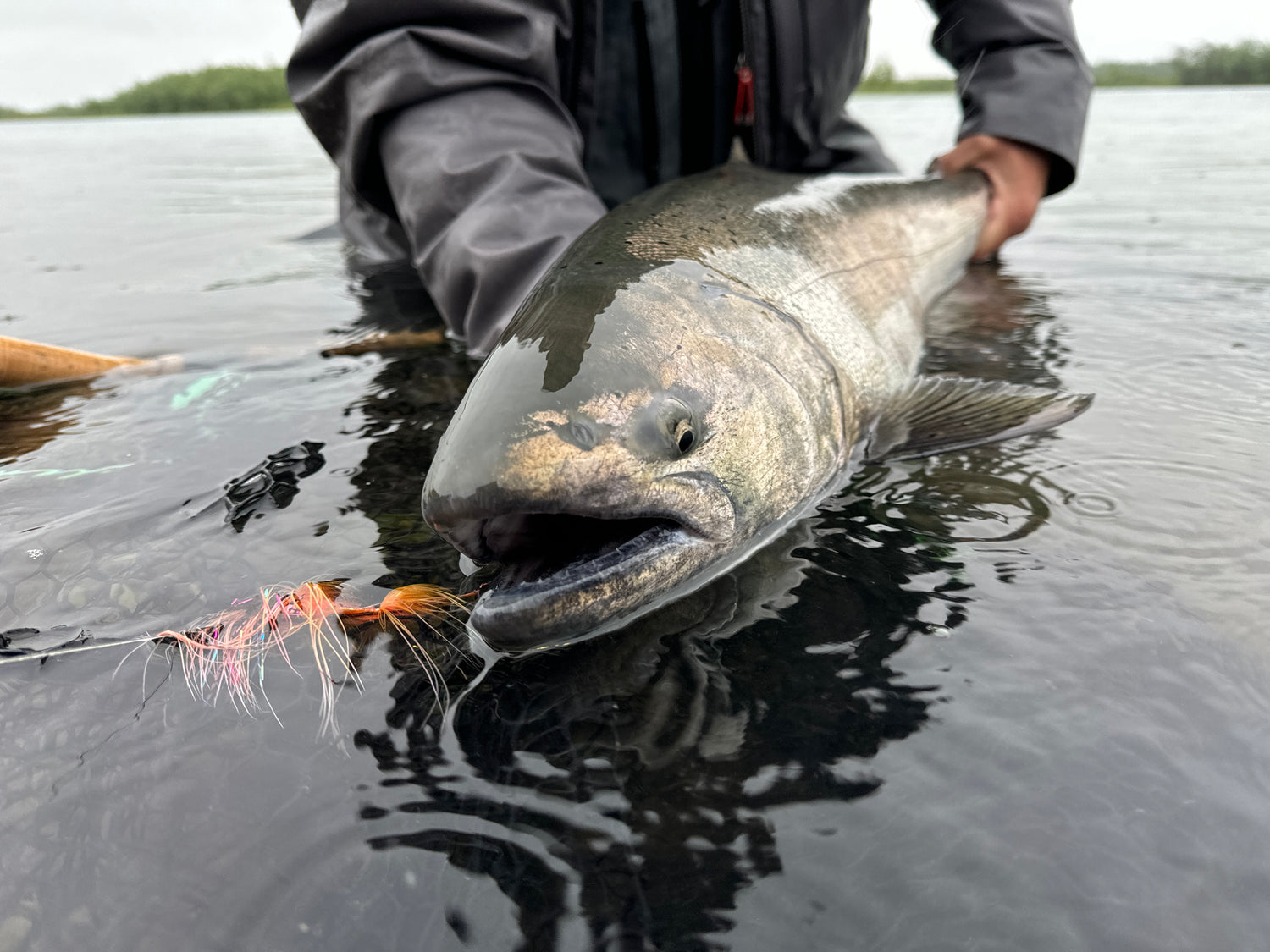 Spey Fishing for Kings