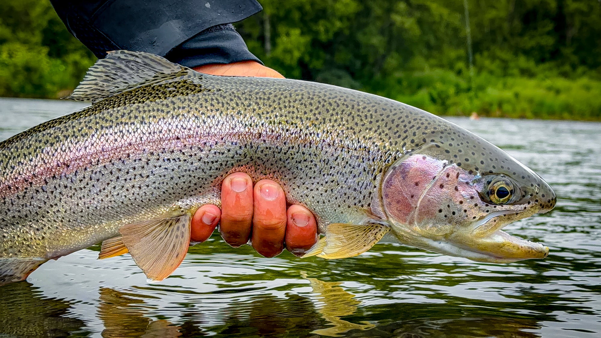A rainbow trout is held up by a person's hand near the water, with a forested riverbank in the background.