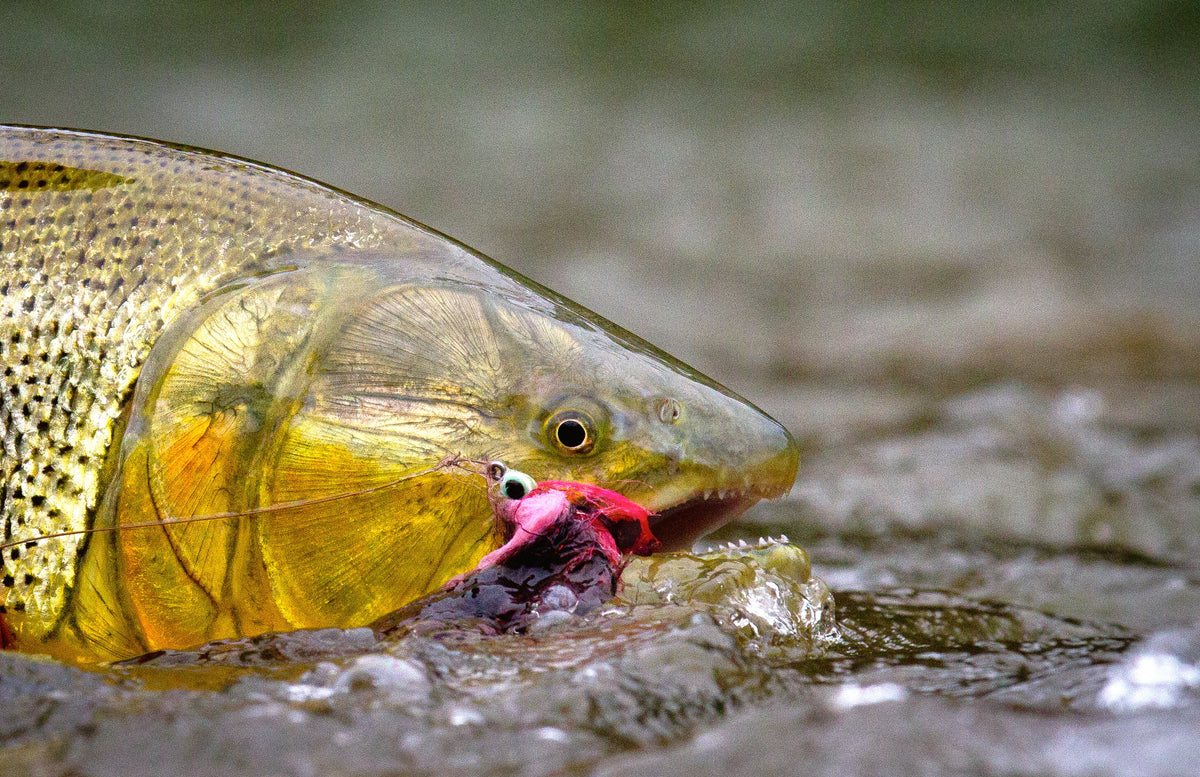 Golden Dorado Secure Lodge Bolivia