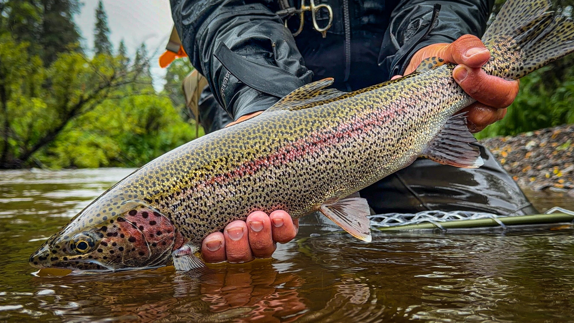 A person in a black fly-fishing jacket holds a large rainbow trout in shallow river water, with trees and rocks in the background.