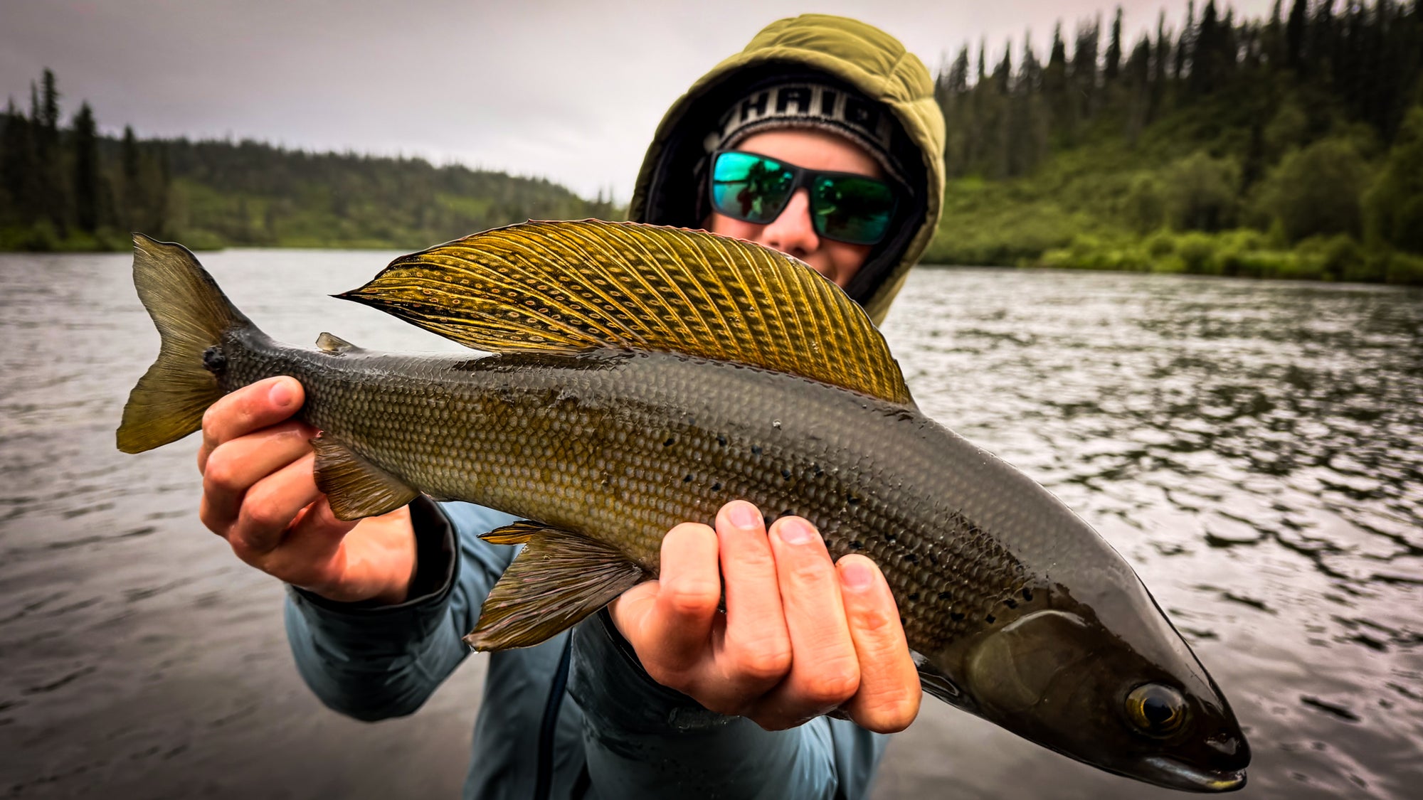 Arctic Grayling caught while fly fishing in Bristol Bay Alaska. 