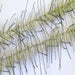 Livebait and olive Lively Legs Crustacean Brush by Just Add H2O – synthetic brush with built-in silicone legs for shrimp, crab, and crayfish patterns in natural tones.