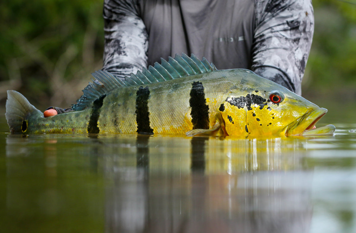 Akuani River Lodge Peacock Bass