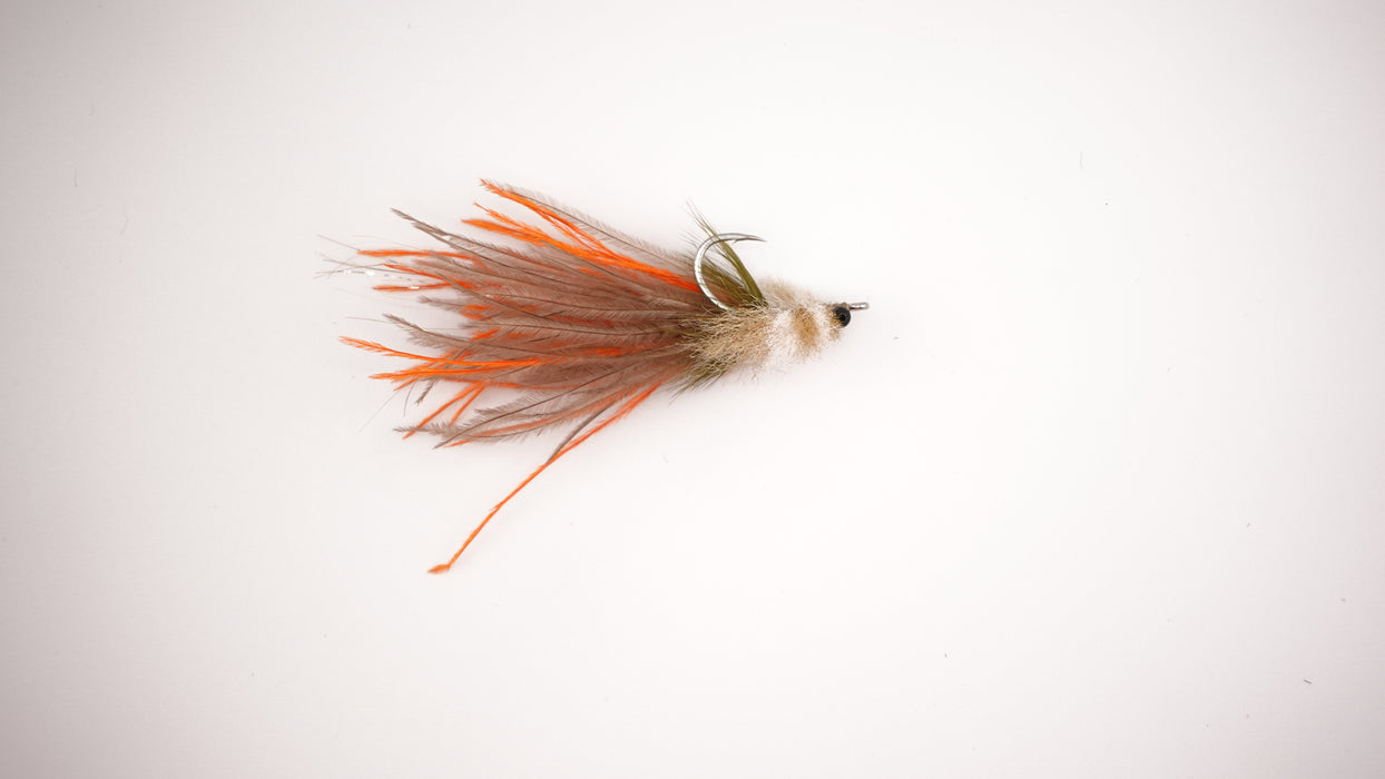 Rondeau's Ostrich Toad