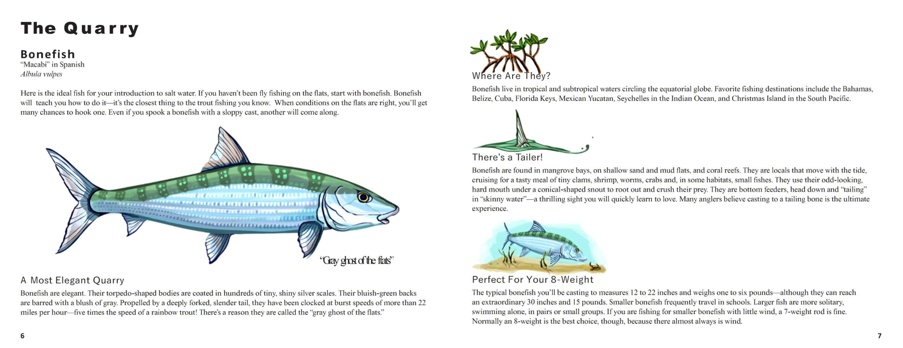 The Mangrove Diaries // Fly Fishing for Tarpon