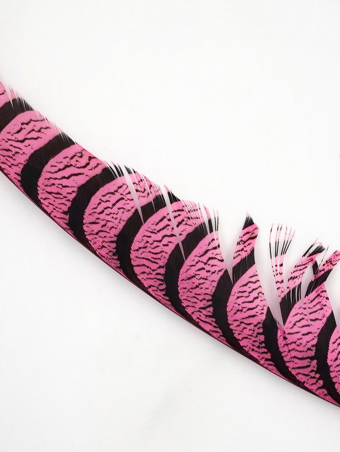 Spent Fly Fishing Lady Amherst feather halves for fly tying