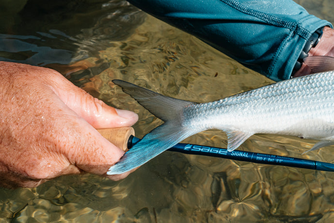 Sage Signal // Saltwater Fly Rod