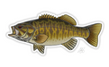 Casey Underwood Smallmouth Bass Decal