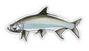 Casey Underwood Tarpon Decal