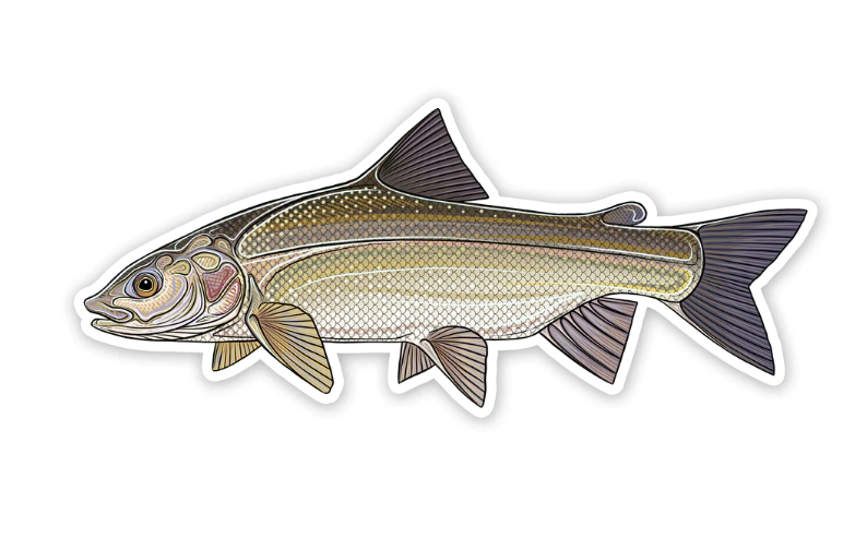 Casey Underwood Whitefish Decal