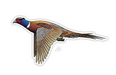 Casey Underwood Ringneck Pheasant Decal