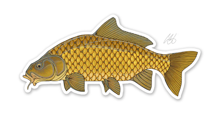 Casey Underwood Common Carp Decal